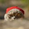 littlePussy