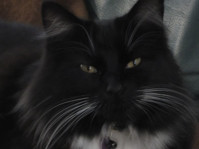 Lilynosewhiskers1.jpg