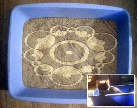 cat_circles.jpg
